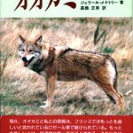 オオカミ